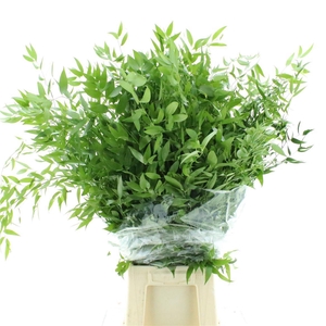 Ruscus Soft Long 4 Stelen