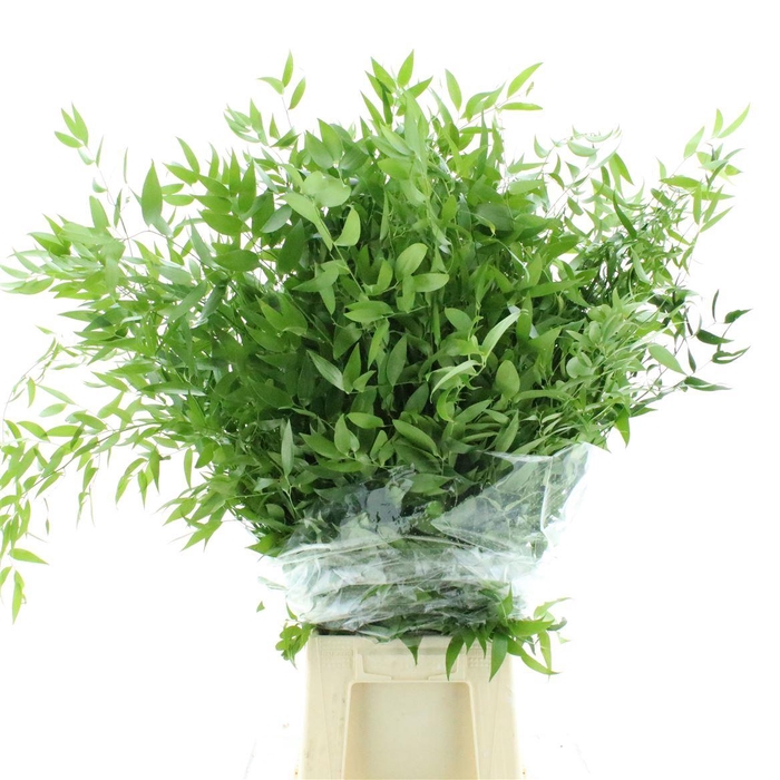 <h4>Ruscus Soft Long 4 Stelen</h4>