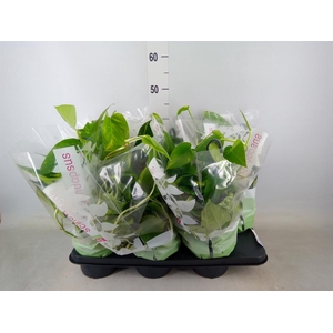 Epipremnum pinn.   HG