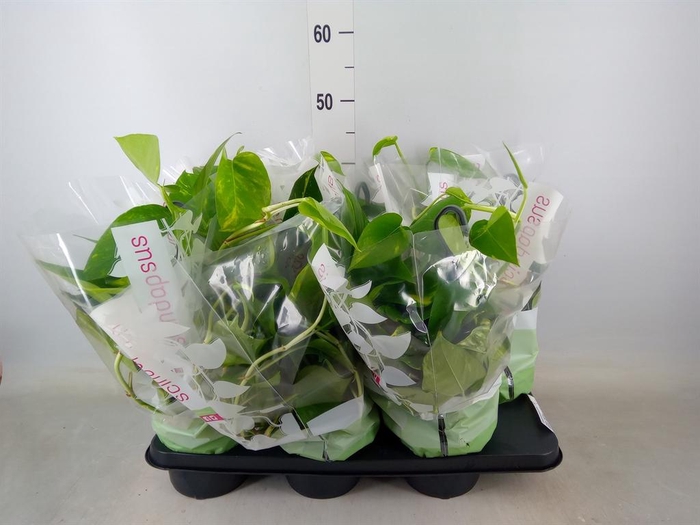 <h4>Epipremnum pinn.   HG</h4>