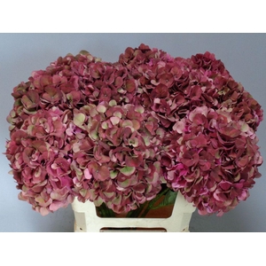 Hydrangea mag pink ruby classic