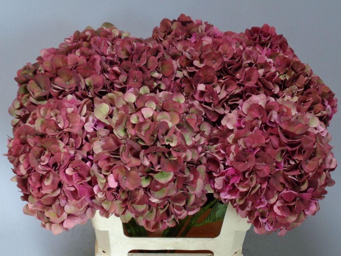 <h4>Hydrangea mag pink ruby classic</h4>