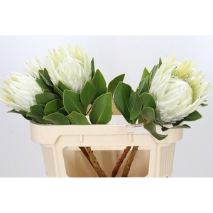 Protea Cyn. Ayoba Arctic Ice