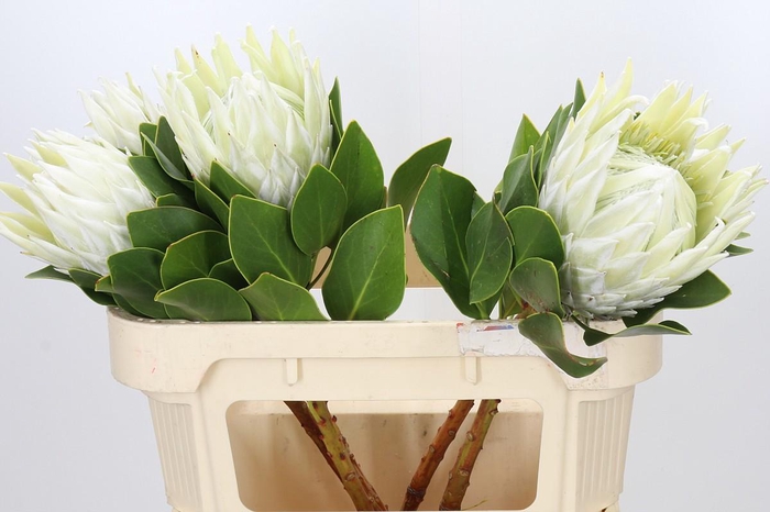 <h4>Protea Cyn. Ayoba Arctic Ice</h4>
