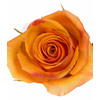 R Gr Tycoon Yellow 50cm EC