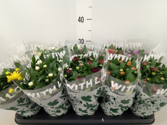 <h4>Chrysanthemum   ..mix 7</h4>