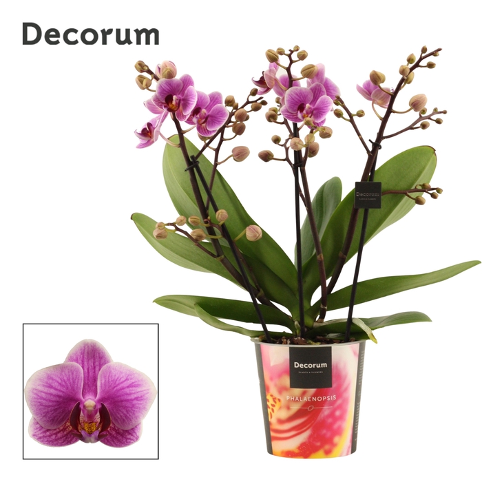 <h4>Phalaenopsis dazzling Diva 3-4 tak (Decorum)</h4>