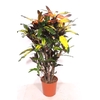 Codiaeum Codiaeum variegatum kleinb
