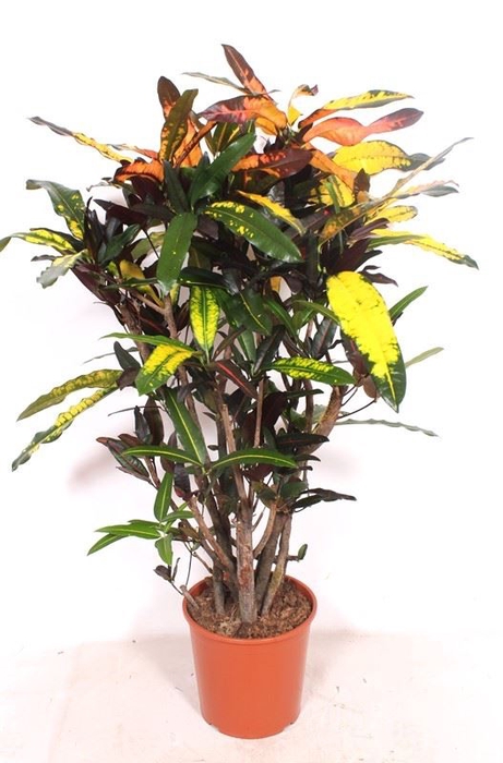 Codiaeum Codiaeum variegatum kleinb