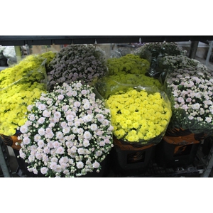 CRISANTEMO BOLA BELGA JASODA P20 VARIADO