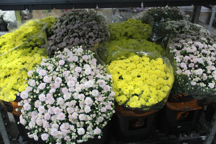 <h4>CRISANTEMO BOLA BELGA JASODA P20 VARIADO</h4>