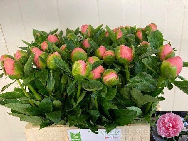 <h4>PAEO ETCHED SALMON</h4>