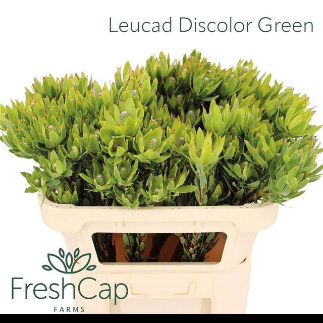<h4>LEUCAD DISCOLOR</h4>