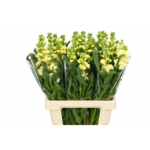 Matthiola Iron Yellow