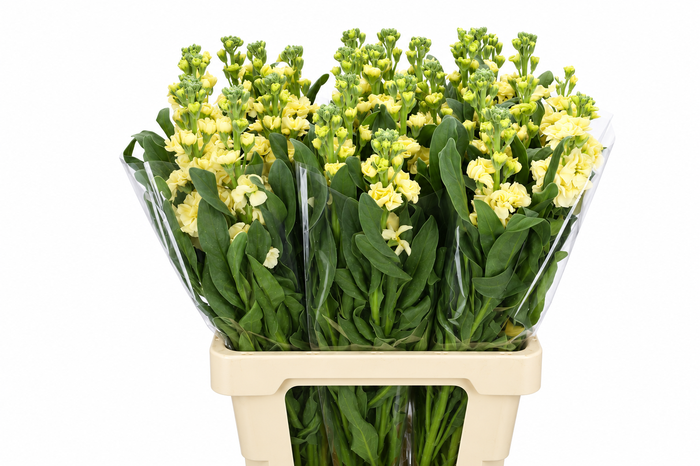 <h4>Matthiola Iron Yellow</h4>
