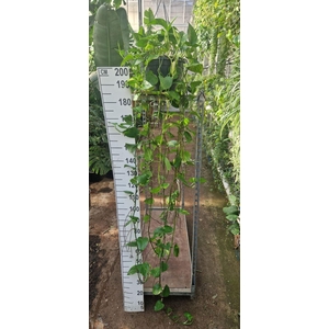 Epipremnum pinnatum Aureum