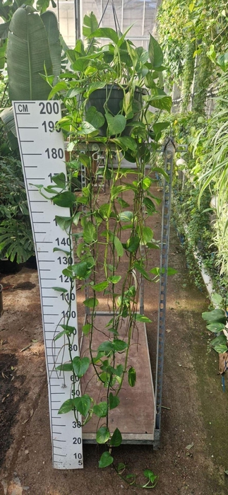 <h4>Epipremnum pinnatum Aureum</h4>