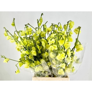 Pepers Campanella L Green P Bunch