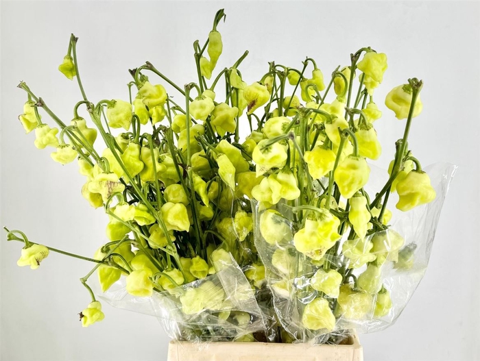 <h4>Pepers Campanella L Green P Bunch</h4>