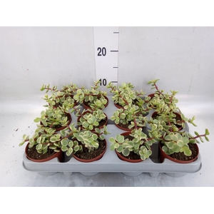 Portulacaria afra 'Variegata'