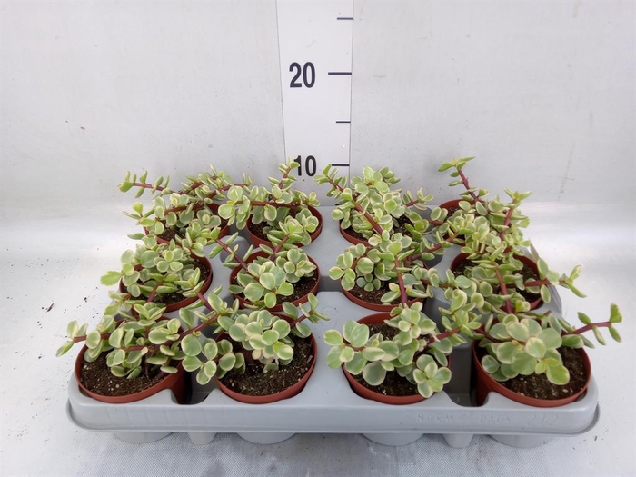 <h4>Portulacaria afra 'Variegata'</h4>