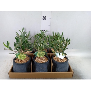 Arr. Tuinplanten L%