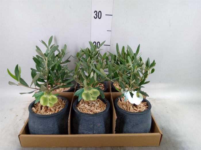 <h4>Arr. Tuinplanten L%</h4>