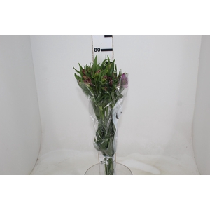 ALSTROEMERIA AMETHYST 080 CM