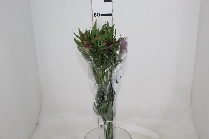 <h4>ALSTROEMERIA AMETHYST 080 CM</h4>
