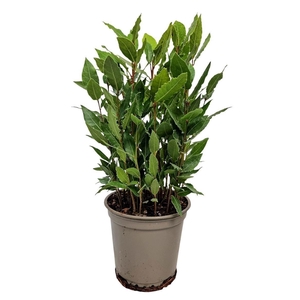 Laurus nobilis