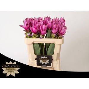 CURCUMA ALISM. 'SIAM SUPREME'