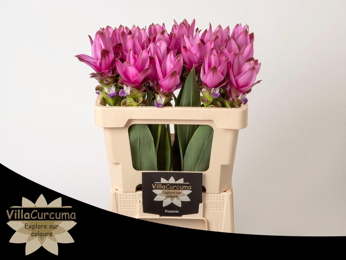 <h4>CURCUMA ALISM. 'SIAM SUPREME'</h4>