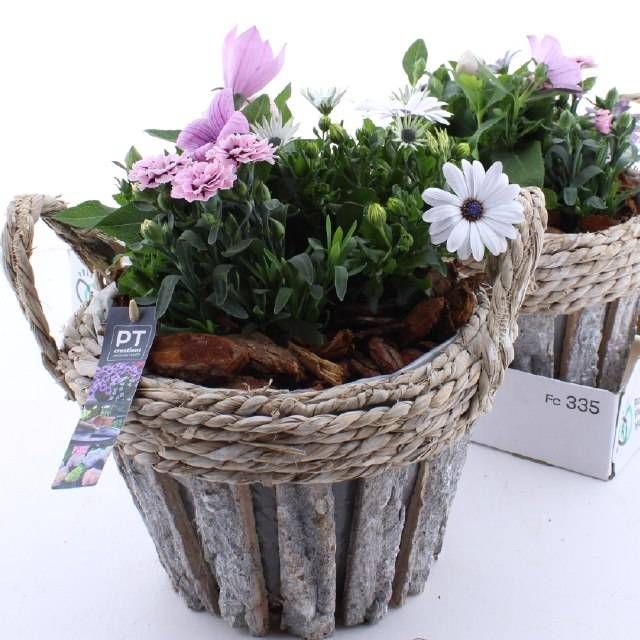 <h4>ARR TUINPLANTEN</h4>