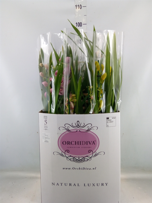 <h4>Cymbidium   ...mix</h4>