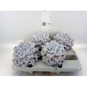 Echeveria   ...