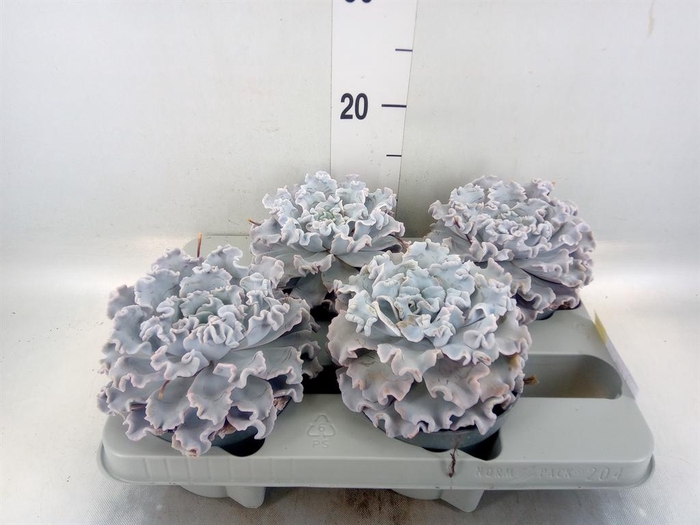 <h4>Echeveria   ...</h4>