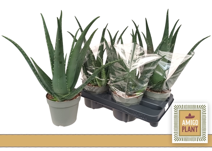 <h4>ALOE EQUATOR</h4>