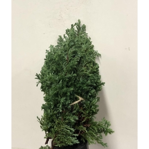 KERSTGROEN PER PAK BOULEVARD