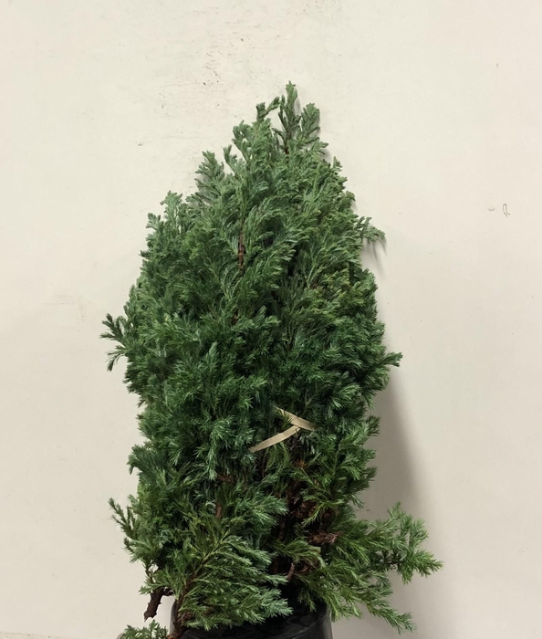 <h4>KERSTGROEN PER PAK BOULEVARD</h4>