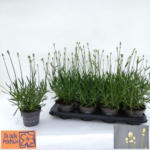 <h4>LAVAN AN AROMA WHITE</h4>