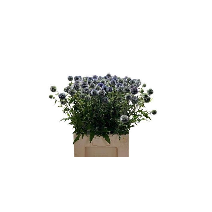 <h4>Echin Ba Blue Globe</h4>