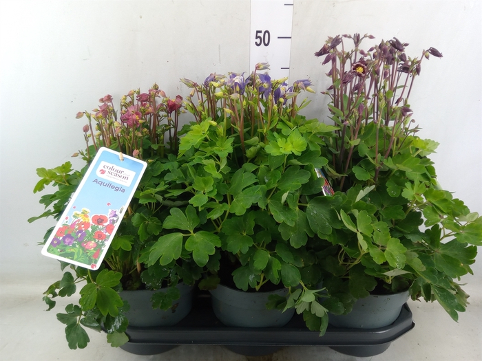 <h4>Aquilegia vulg.</h4>
