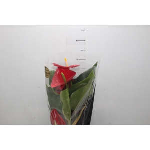 ANTHURIUM MICHIGAN P17 PREMIUM