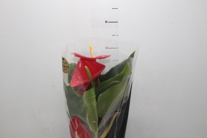 <h4>ANTHURIUM MICHIGAN P17 PREMIUM</h4>