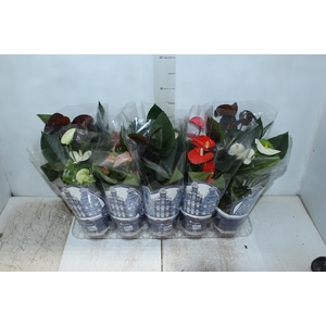 ANTHURIUM VARIADO P12