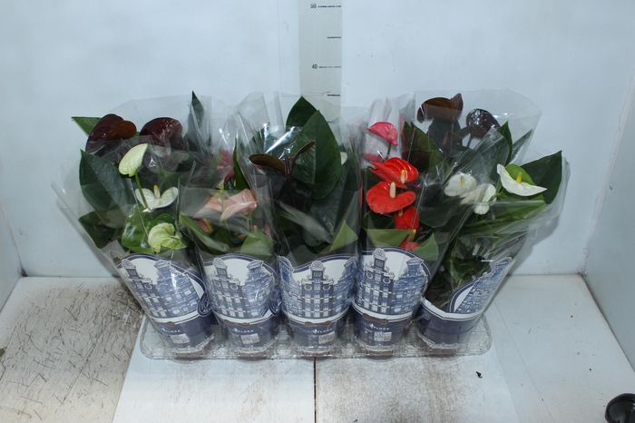 <h4>ANTHURIUM VARIADO P12</h4>