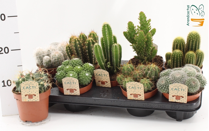 <h4>CACTUS GEM</h4>