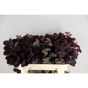 Cotinusblad Royal Purple