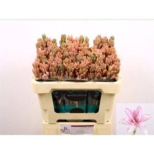 POLIANT ELLE PINK chambre