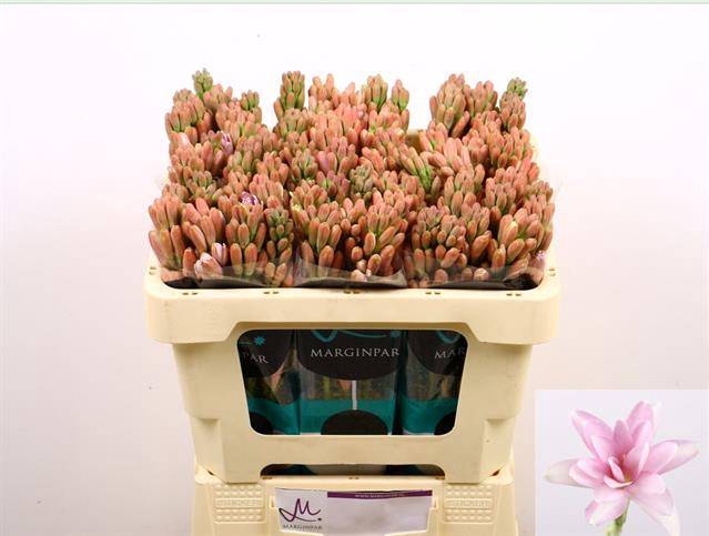 <h4>POLIANT ELLE PINK</h4>